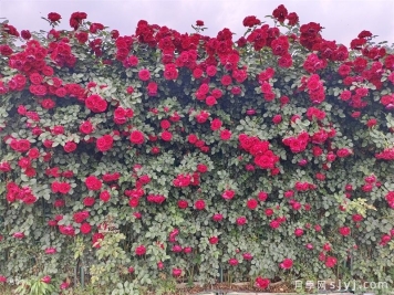 月季花墙花柱速成，选啥品种好？