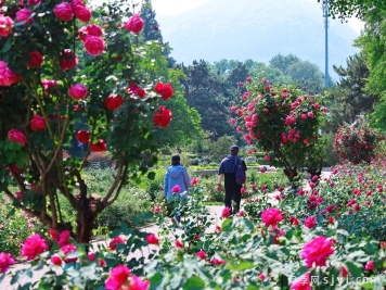 月季园：国家植物园北园月季园(北京植物园月季园)