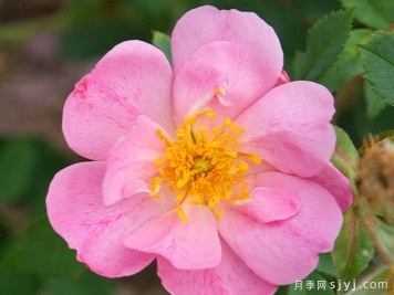 苹果杰月季/苹果杰克Applejake