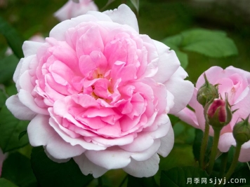 巴斯的妻子月季/巴斯之妻Wife of Bath