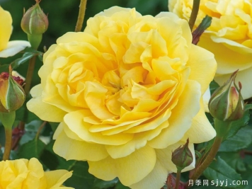 诗人的妻子月季The Poet's Wife