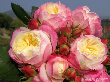 月季推荐，和室月季