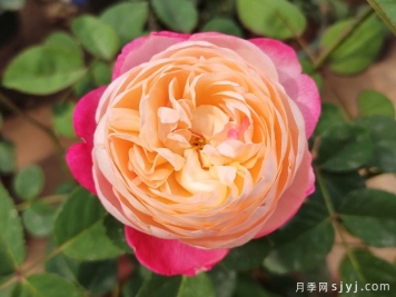 和室月季好养好看仙气十足，还有扦插与养护方法