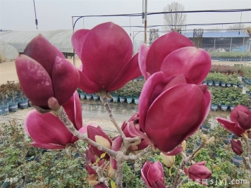 玉兰花如何种植才能开出鲜艳的花？