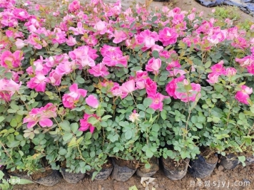 莲花县适合种月季吗？有哪些月季景点