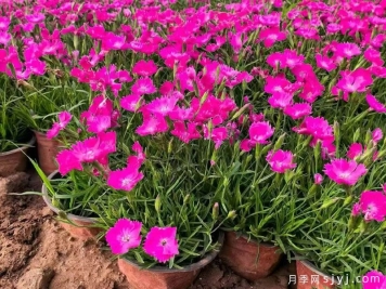 院子里不想铺草坪？这几种替代植物更有看头