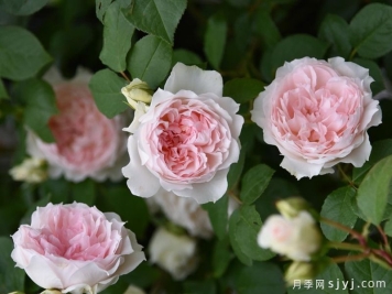 弗朗西丝伯内特月季/法兰西丝柏纳特月季Frances Burnett
