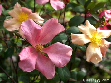 蝴蝶月季Mutabilis