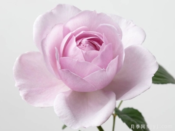 卡伦月季Karen