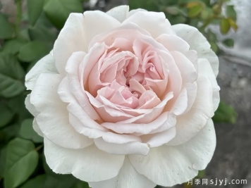 草莓奶昔月季Les fraises