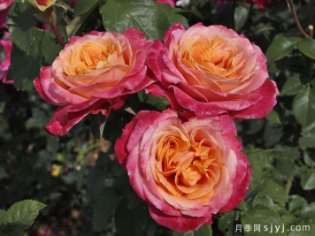祝福你朱恩Bless You June