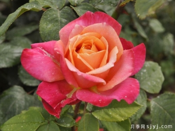 月季育种家：澳大利亚Richard Walsh(理查德沃尔什)月季