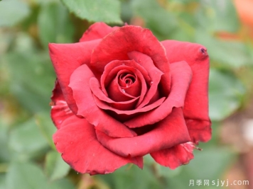黑领带月季/特伦特月季Black Tie