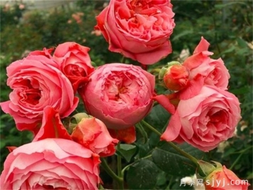 伊芙风情月季介绍和优缺点