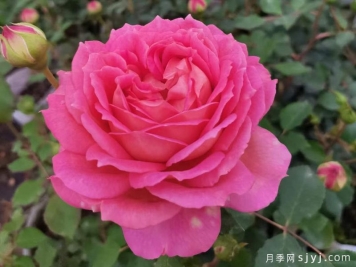 大花月季品种的花朵大小会受到哪些因素影响？