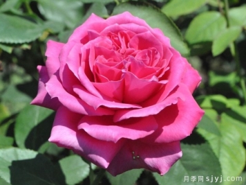 萨莉米歇尔月季Sally Michelle