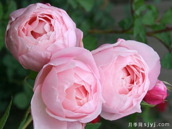 幸福感觉月季Blissful Sensations
