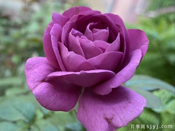梅子色完美月季，恰到好处的薰衣草紫色