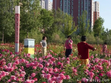 月季园：阜康市月季园