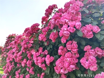伊宁适合种什么苗木？伊宁园林有月季吗？