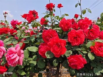 月季园：玛纳斯县西海公园生态月季园