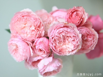 美咲月季Misaki