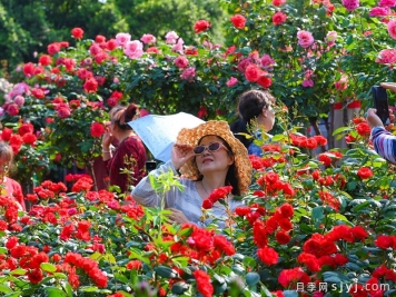 重庆两江新区竹林公园上万株月季花盛开