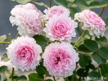 镂玉月季