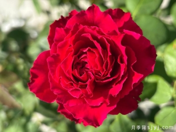 飞火月季