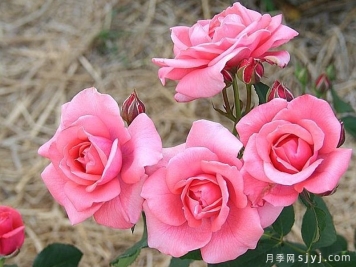 粉红幸福月季/粉红布利斯Pink Bliss