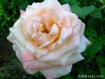 纯粹的幸福月季Pure Bliss
