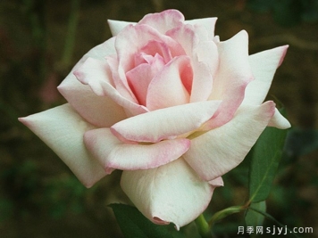 无比的幸福月季/纯粹的喜悦Sheer Bliss