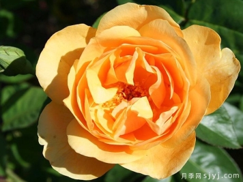 淘金者月季Goldfinder