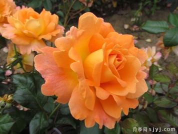 慈爱母亲月季Loving Mum