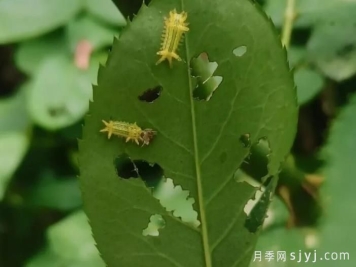 月季刺蛾的有效防治策略