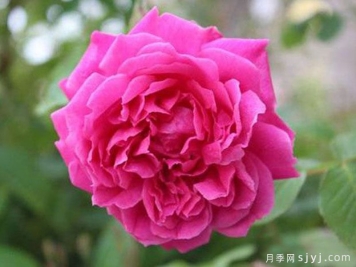 紫燕飞舞月季/四面镜月季
