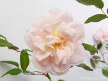 粉晕香水月季
