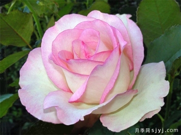 分享30个又美又香又大的月季品种