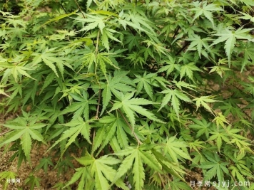 庭院常用的12个植物合集