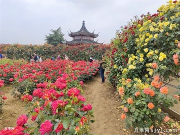 南阳月季畅销全国，美丽经济再绽芳华