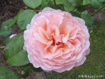摩纳哥王妃夏琳月季/浪漫俳句月季/芳香宝石Princesse