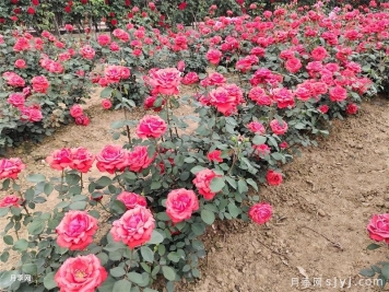《DB13/T 1168-2009 城市园林绿化养护管理规范》标准解读