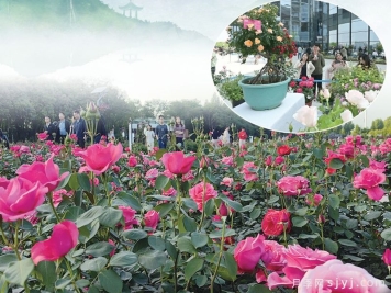 南阳城区1300多万株月季进入盛放时间