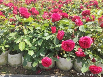 月季花后修剪很必要，应该如何剪？