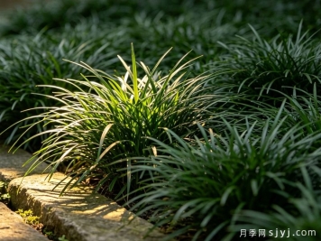 绿化麦冬草和麦冬的区别