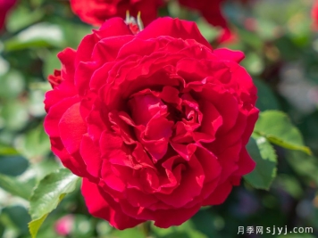 朱殷月季