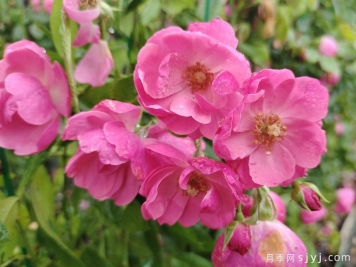 安吉拉月季，Rosa 'Angela'