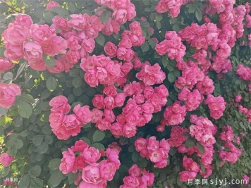 包头月季应用和月季景观