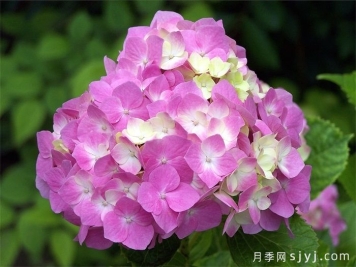 绣球花的秋冬养护指南