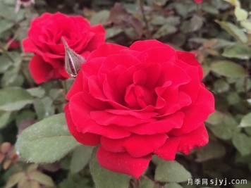 月季花开哈尔滨师大